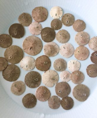 Broken Sand Dollar Project