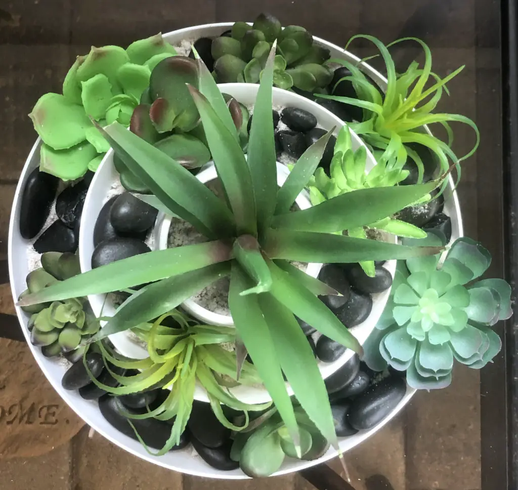 DIY Dollar Tree Succulent Garden