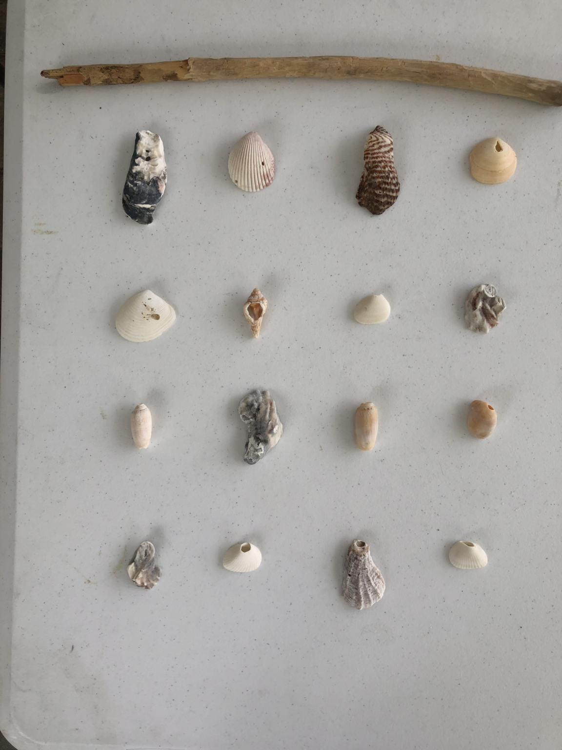 DIY Shell Wall Hanging - the House house